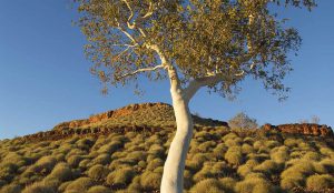 Snappy-gum-tree-in-spinifex